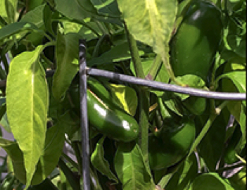 jalapeno early